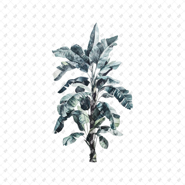 PNG Watercolor Plants
