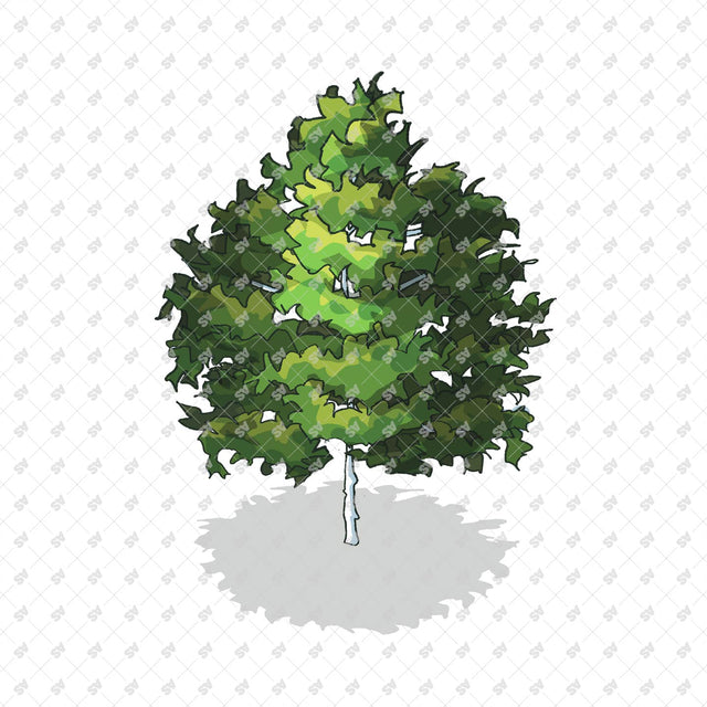 Isometric Hand Drawn Trees