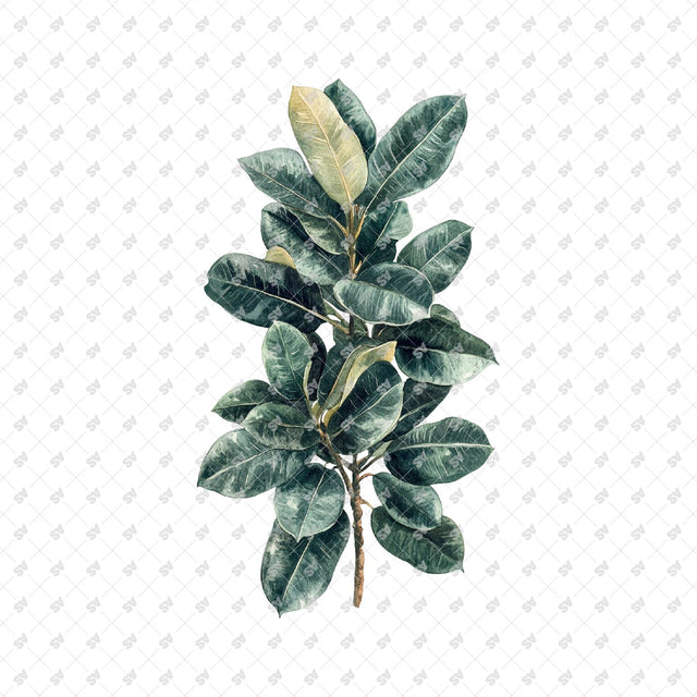 PNG Watercolor Plants