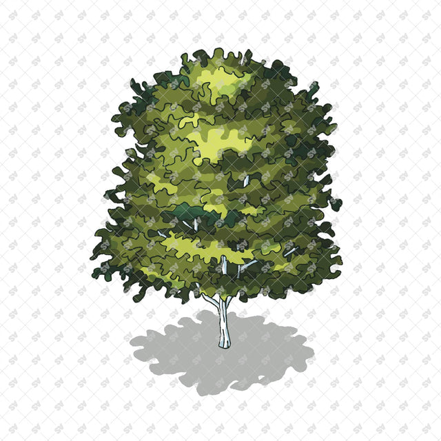 Isometric Hand Drawn Trees