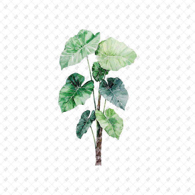PNG Watercolor Plants