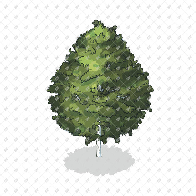 Isometric Hand Drawn Trees