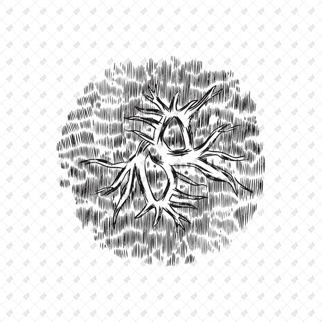 Vector, PNG Hand Drawn Trees in Top View Set