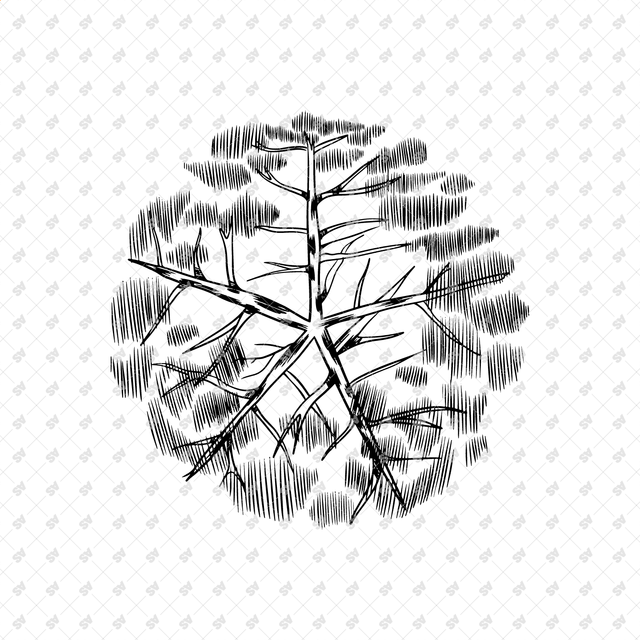 Vector, PNG Hand Drawn Trees in Top View Set