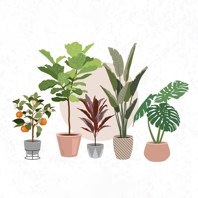 flat vector plants png