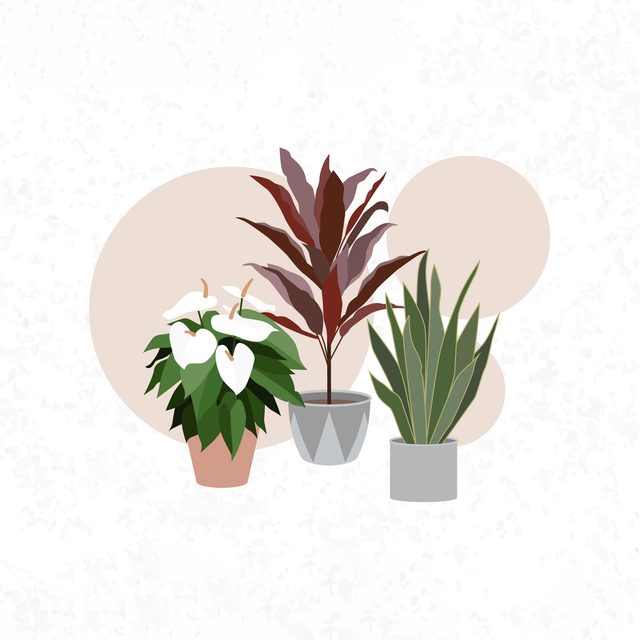 flat vector plants png