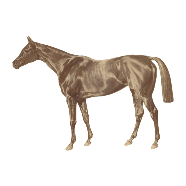 Animal Cutouts (24 PNGs)-Cutouts-Studio Alternativi