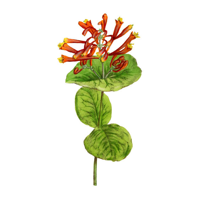 Vegetation Cutouts (45 PNGs)-Cutouts-Studio Alternativi