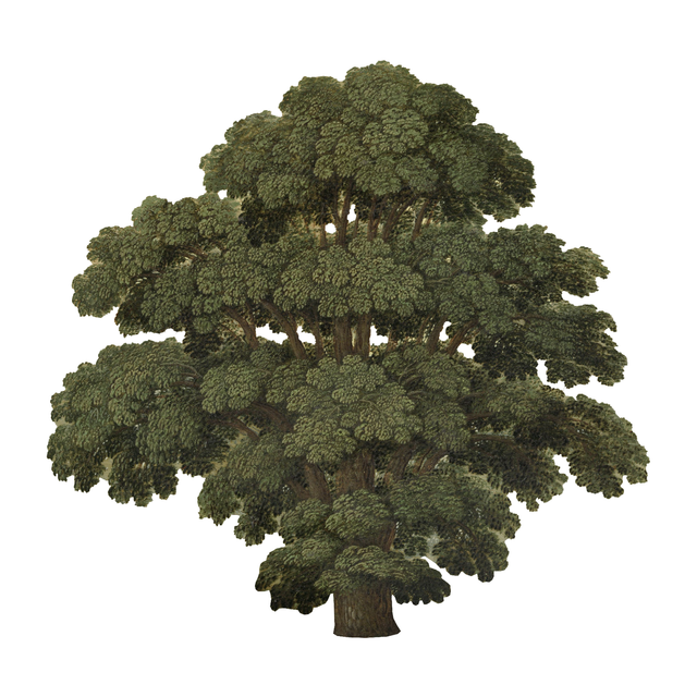 Vegetation Cutouts (45 PNGs)-Cutouts-Studio Alternativi