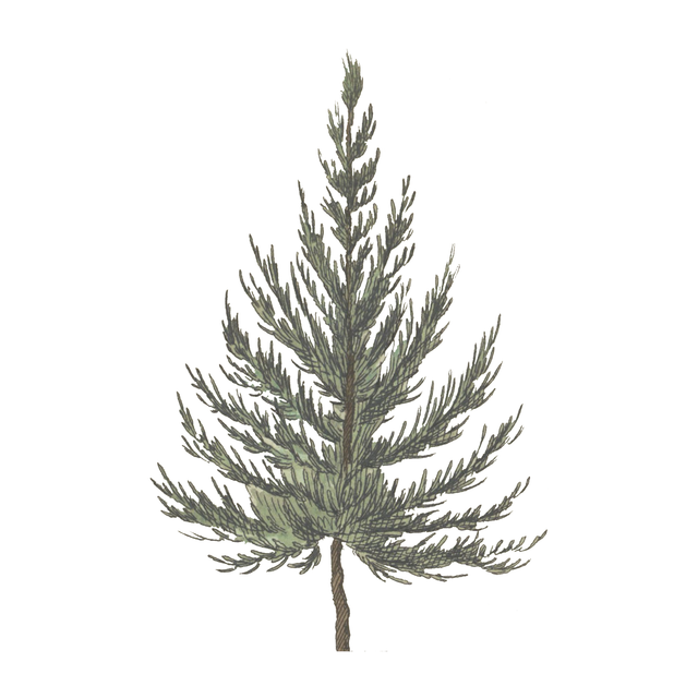 Vegetation Cutouts (45 PNGs)-Cutouts-Studio Alternativi