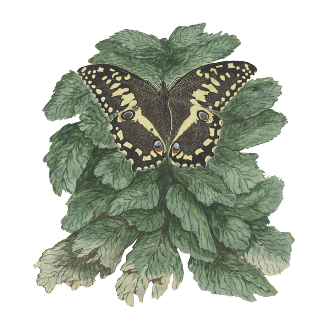 Vegetation Cutouts (45 PNGs)-Cutouts-Studio Alternativi