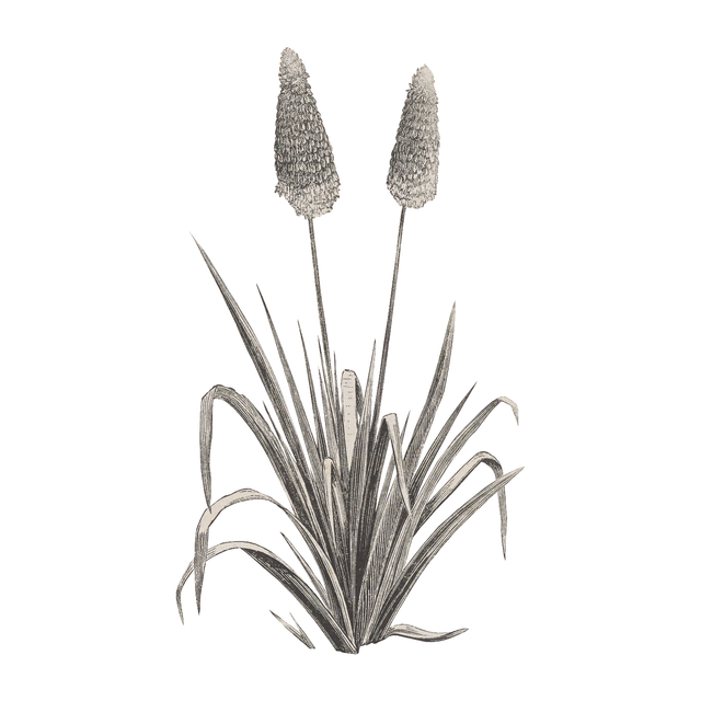 Vegetation Cutouts (45 PNGs)-Cutouts-Studio Alternativi