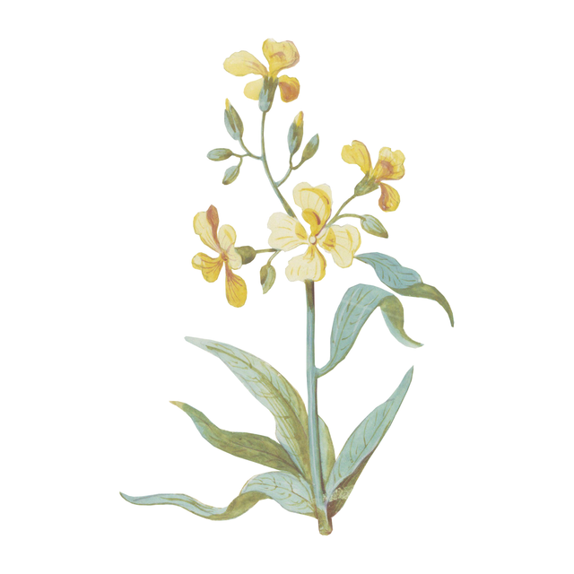 Vegetation Cutouts (45 PNGs)-Cutouts-Studio Alternativi