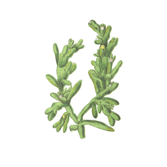 Vegetation Cutouts (45 PNGs)-Cutouts-Studio Alternativi