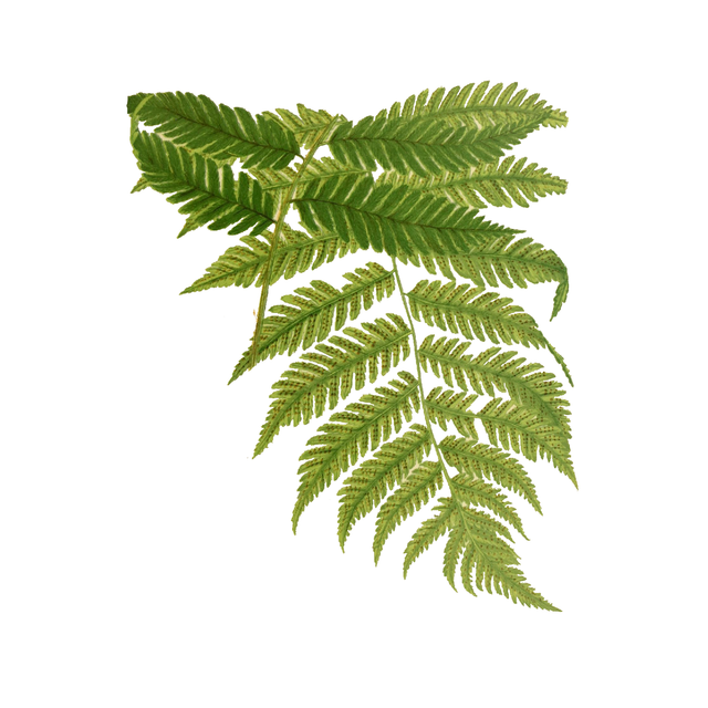 Vegetation Cutouts (45 PNGs)-Cutouts-Studio Alternativi