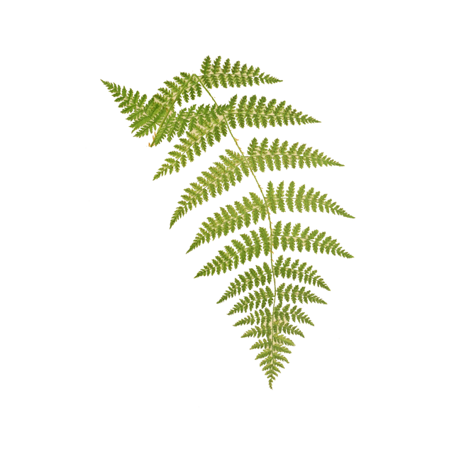 Vegetation Cutouts (45 PNGs)-Cutouts-Studio Alternativi