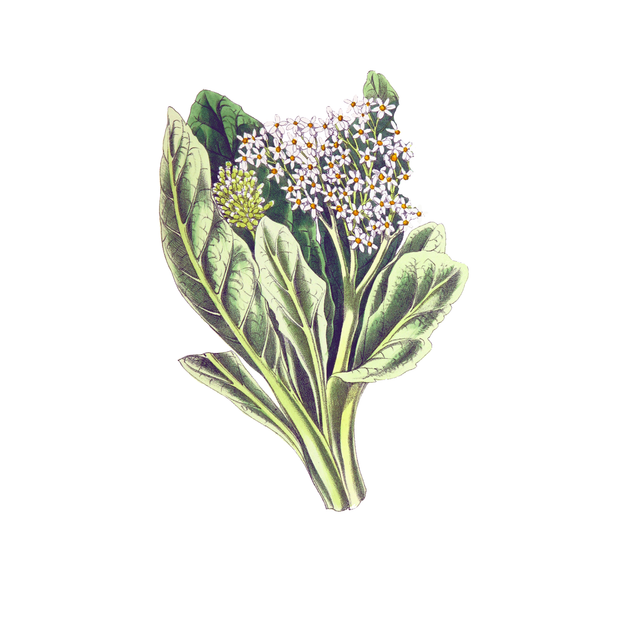 Vegetation Cutouts (45 PNGs)-Cutouts-Studio Alternativi