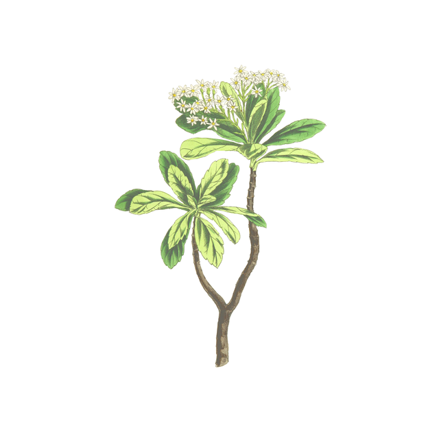 Vegetation Cutouts (45 PNGs)-Cutouts-Studio Alternativi