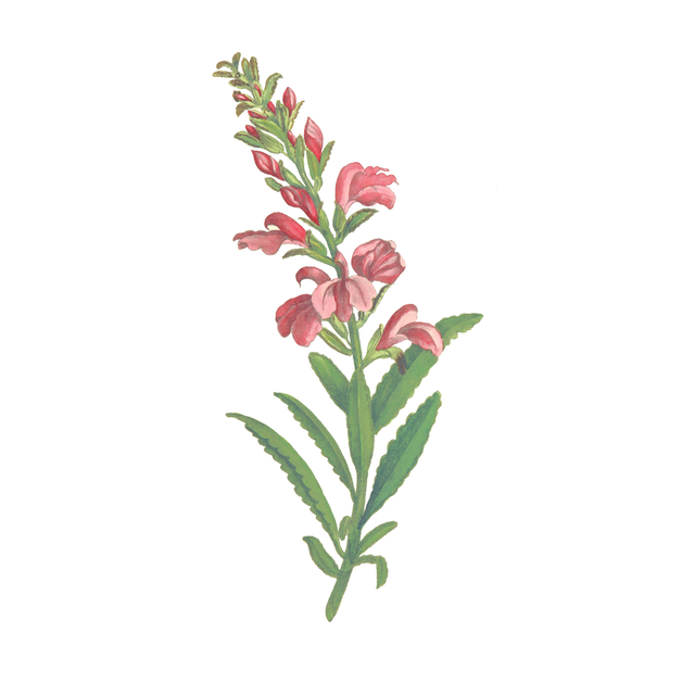 Vegetation Cutouts (45 PNGs)-Cutouts-Studio Alternativi