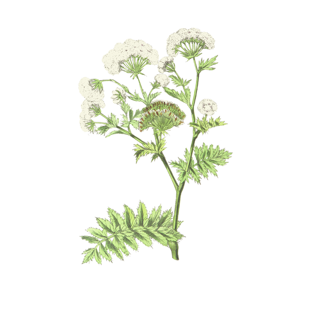 Vegetation Cutouts (45 PNGs)-Cutouts-Studio Alternativi