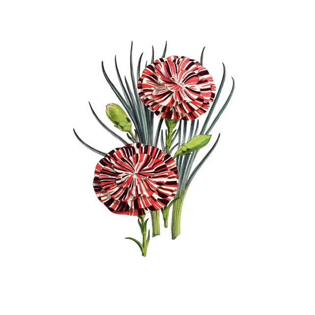 Vegetation Cutouts (45 PNGs)-Cutouts-Studio Alternativi