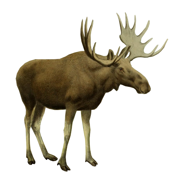 Animal Cutouts (24 PNGs)-Cutouts-Studio Alternativi