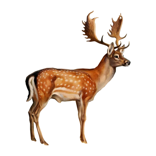 Animal Cutouts (24 PNGs)-Cutouts-Studio Alternativi