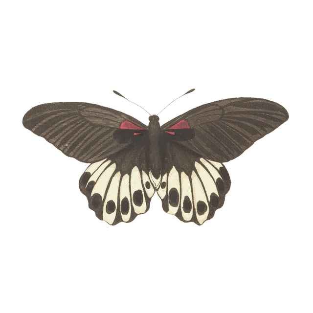 Animal Cutouts (24 PNGs)-Cutouts-Studio Alternativi