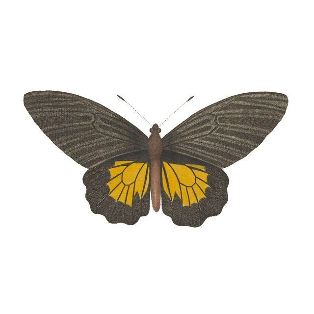 Animal Cutouts (24 PNGs)-Cutouts-Studio Alternativi