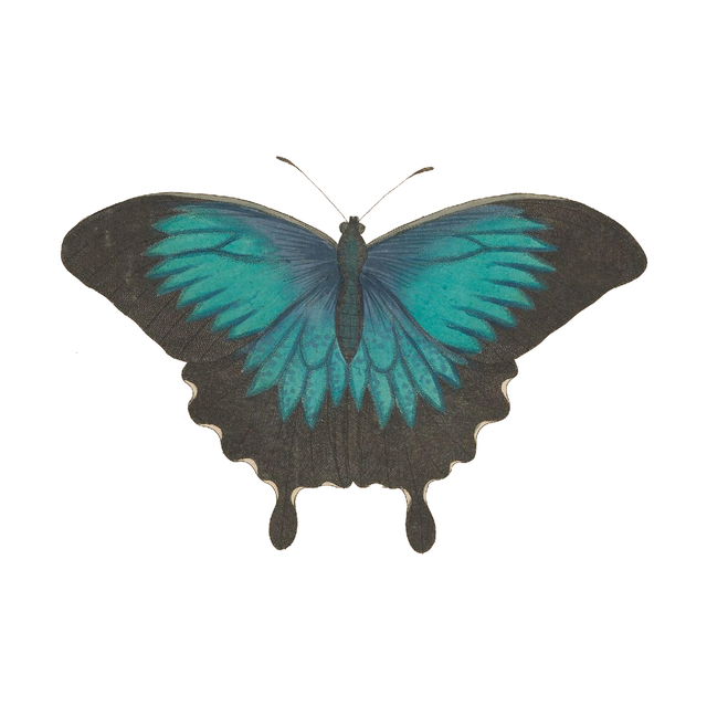 Animal Cutouts (24 PNGs)-Cutouts-Studio Alternativi