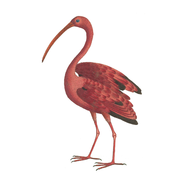 Animal Cutouts (24 PNGs)-Cutouts-Studio Alternativi