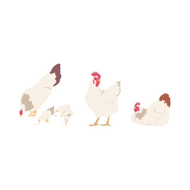 vector hen and chicks