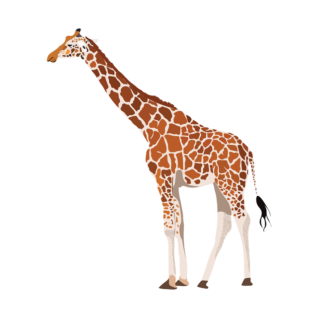 vector giraffe