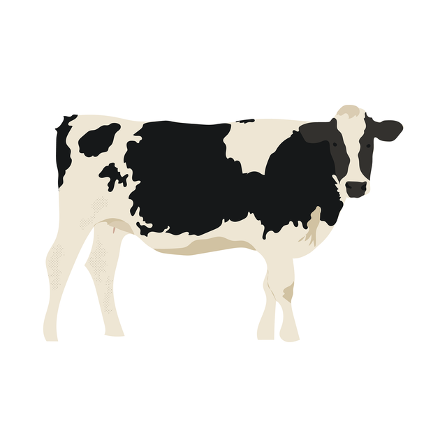 vector cow free download 