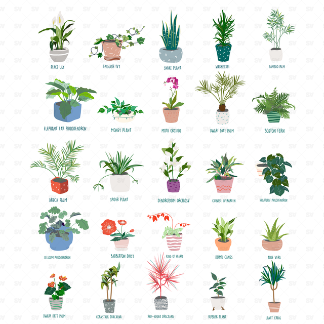 25 Interior Purifying Plants Announced by NASA