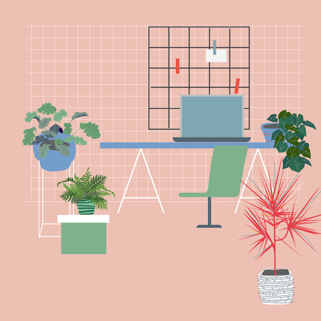 25 Interior Purifying Plants Announced by NASA