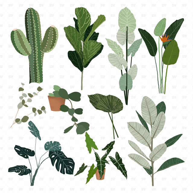 flat vector plants png