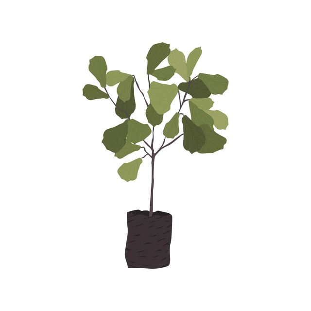 vector png plant tree
