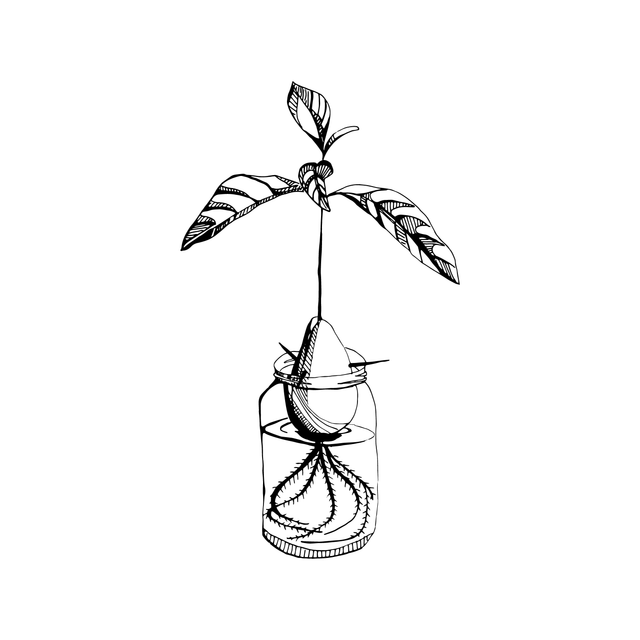 plant illustration