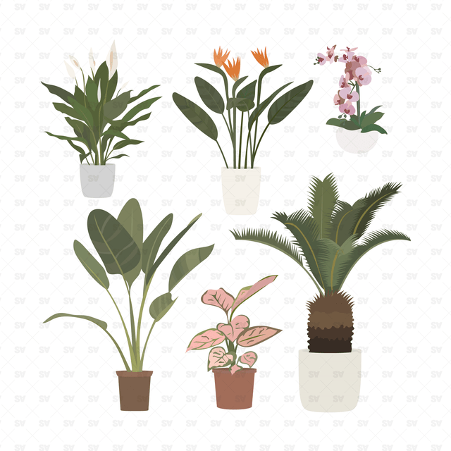 Tropical Plants