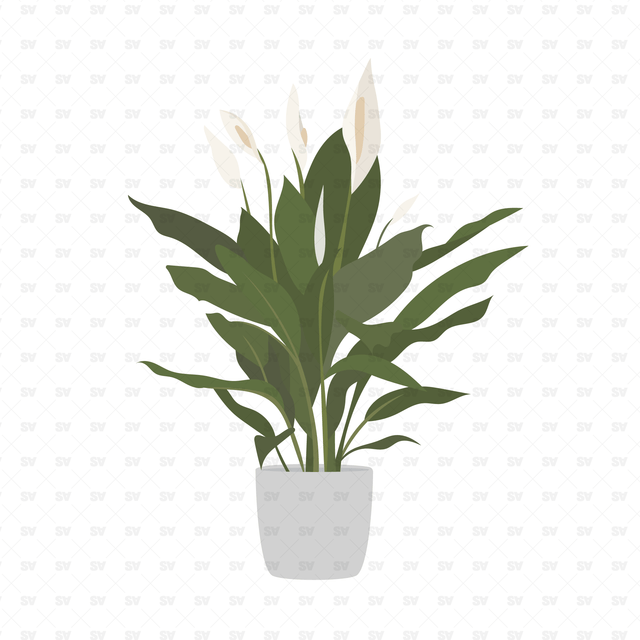 Tropical Plants