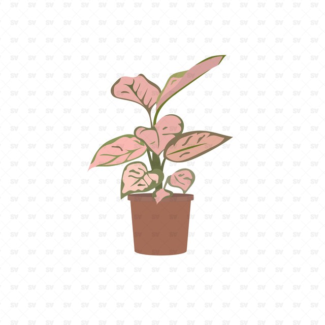 Tropical Plants