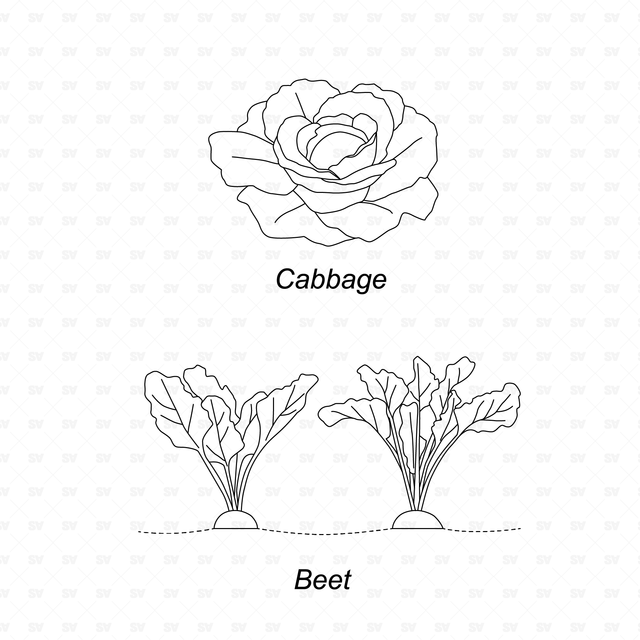 CAD & Vector Vegetable Plants Mega-Pack