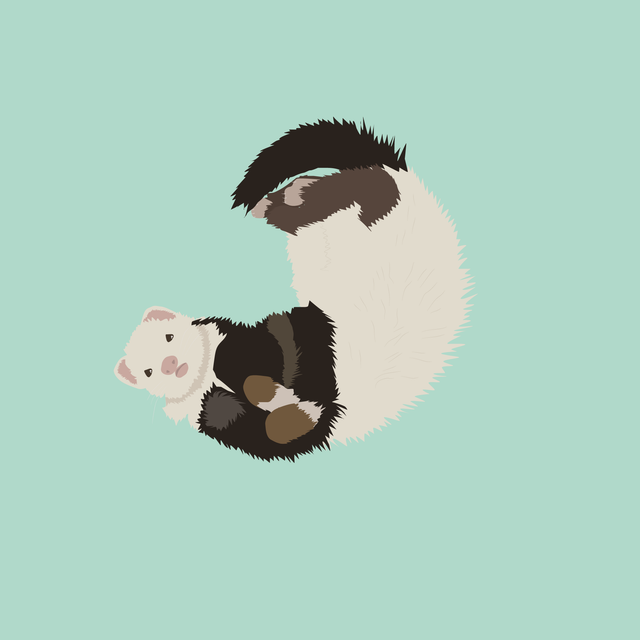 flat vector animals