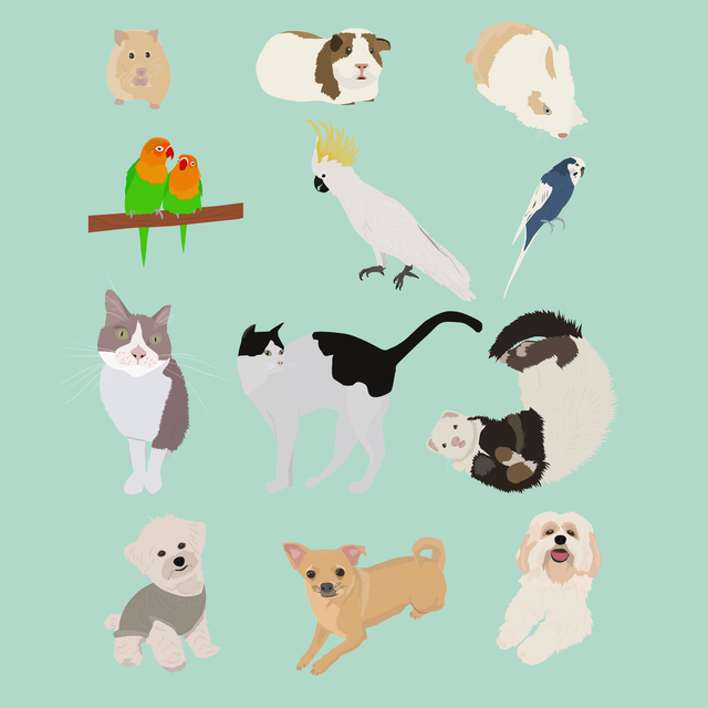 flat vector pets