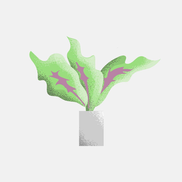 vector plants illustration