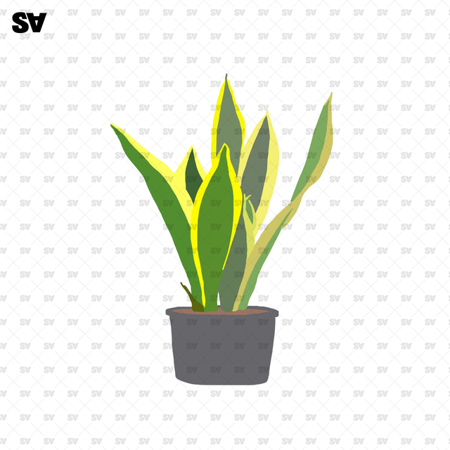 plant png transparent