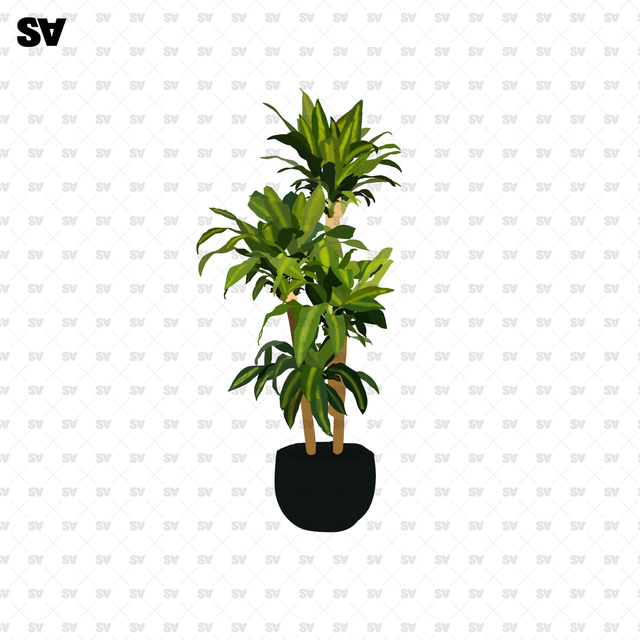 plant png transparent