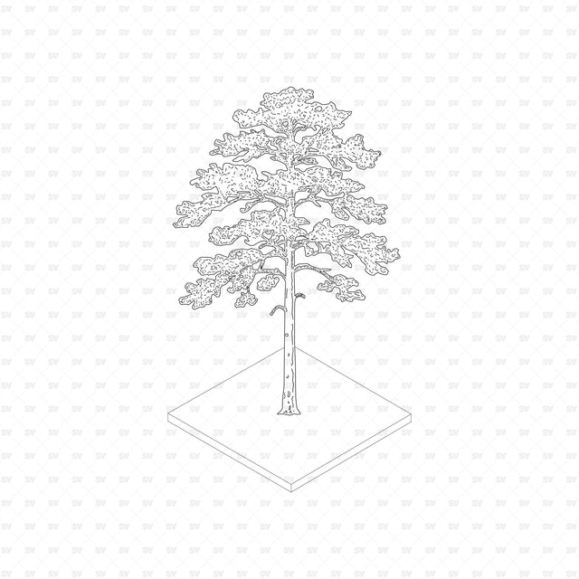 Scots pine (Pinus sylvestris), European Trees ArchiCAD, Illustrator and PNG set