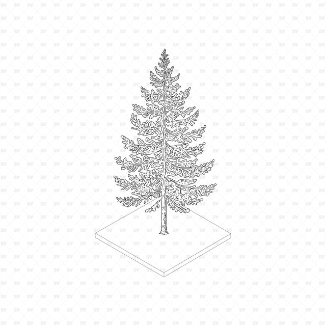 European larch (Larix decidua), European Trees ArchiCAD, Illustrator and PNG set